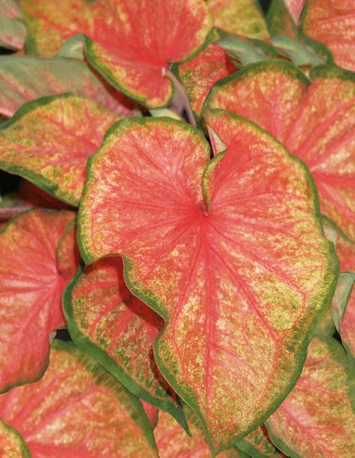 Caladium hortulanum Heart To Heart 'Chinook'