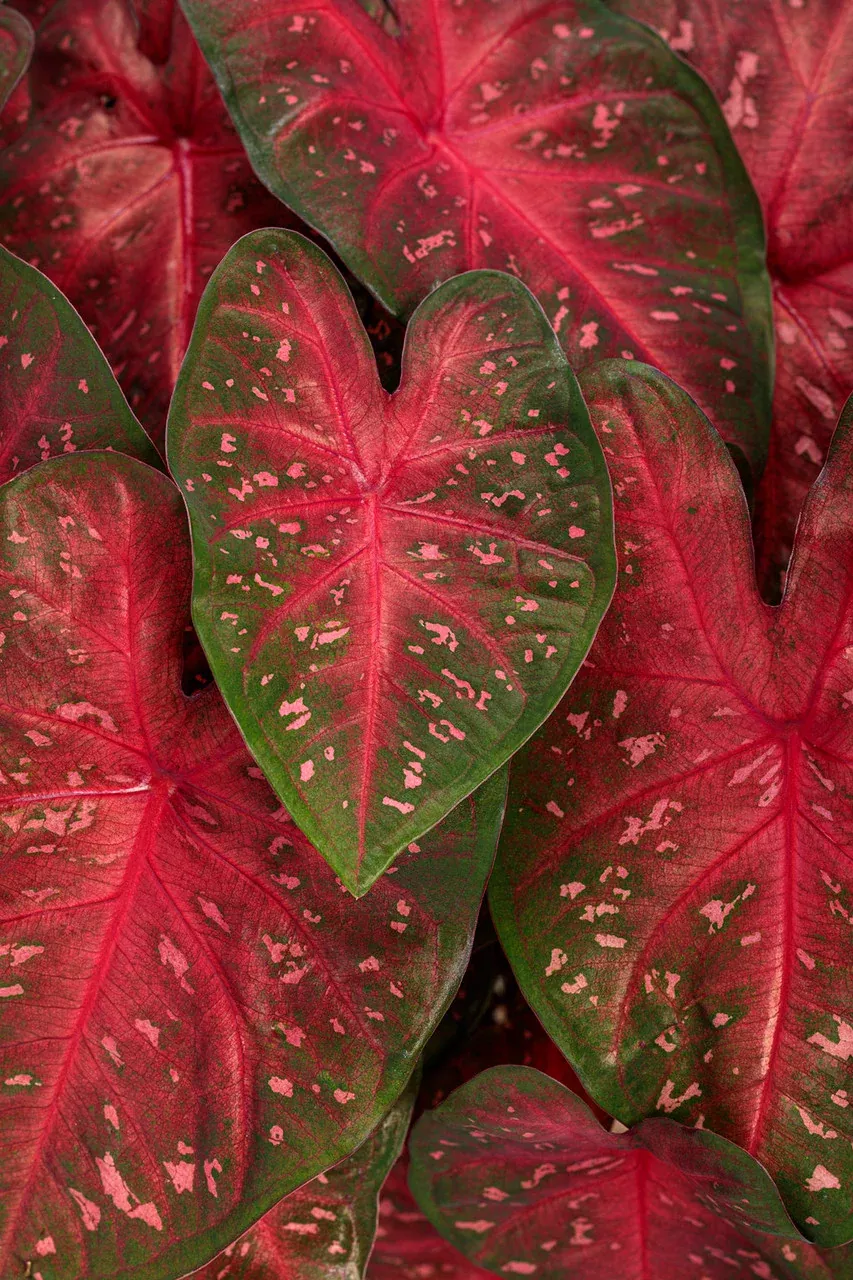 Caladium hortulanum Heart To Heart 'Fast Flash'