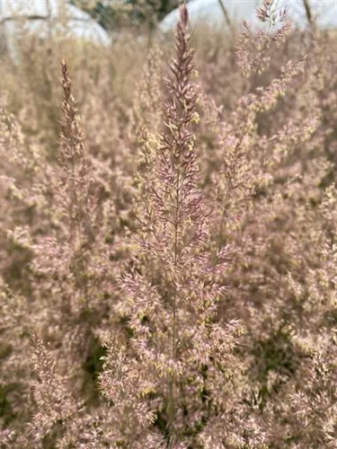 Calamagrostis acutiflora 'Hello Spring' / Reed Grass