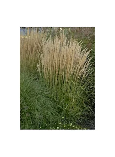 Calamagrostis acutiflora 'Karl Forester' / Reed Grass