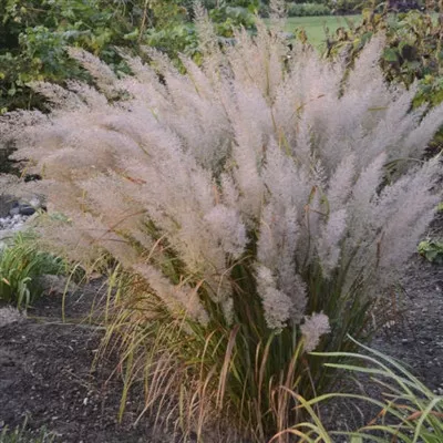 Calamagrostis brachytricha / Reed Grass