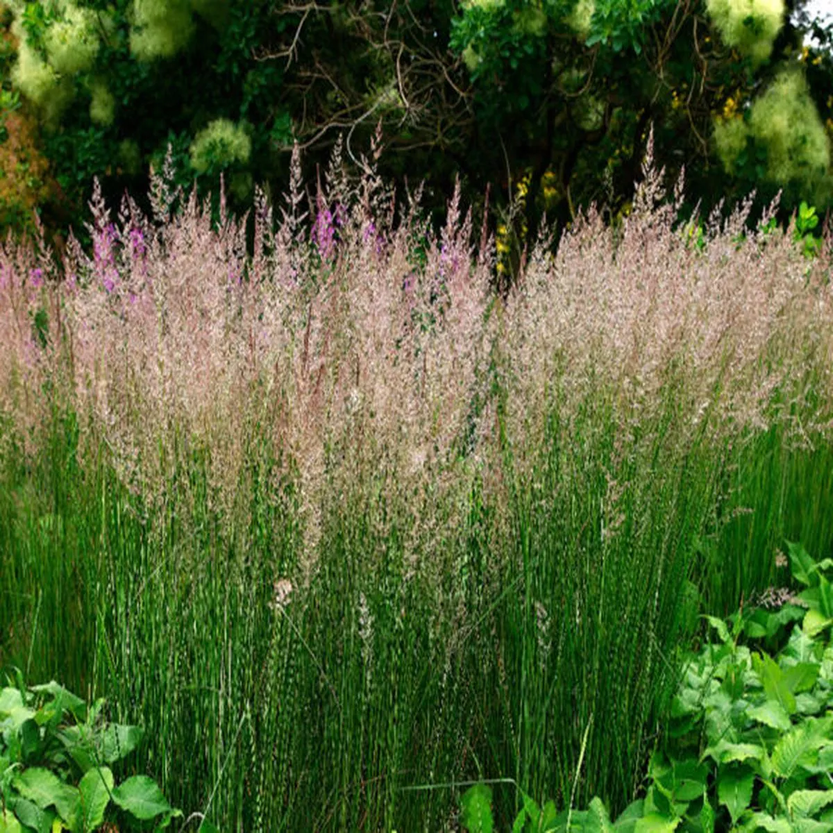 Calamagrostis x acutiflora Karl Foerster