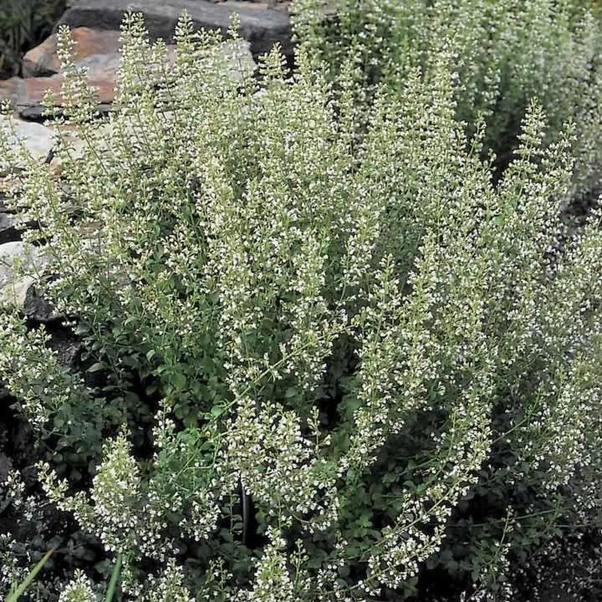 Calamint