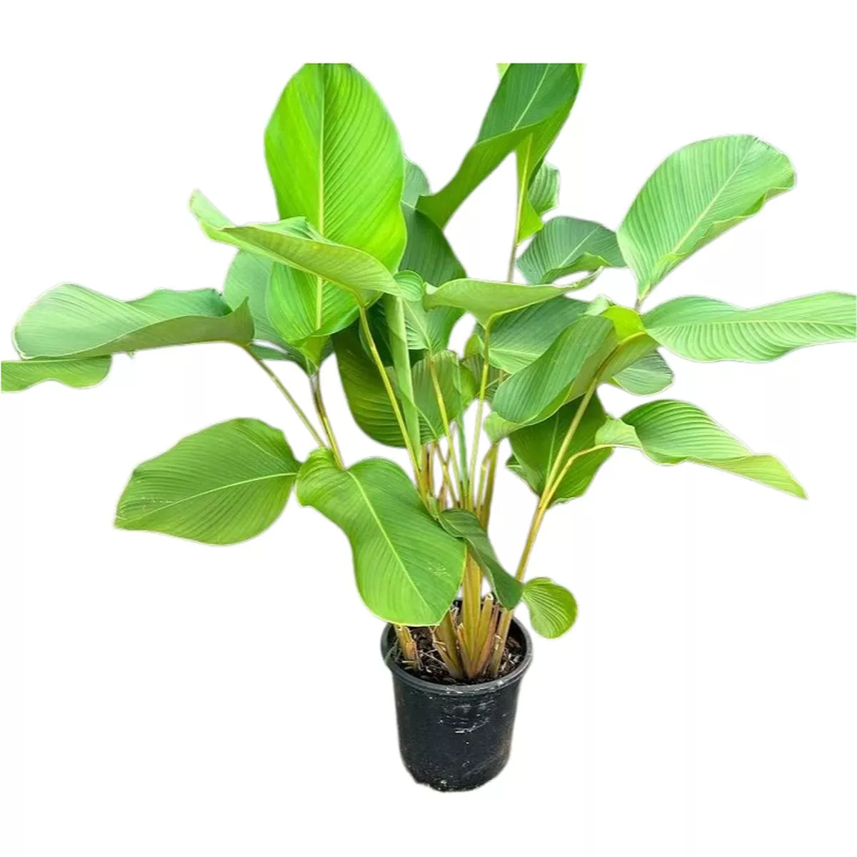 Calathea Lutea