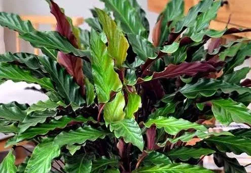 Calathea Rufibarba