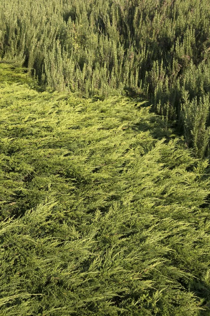 Calgary Carpet Juniper