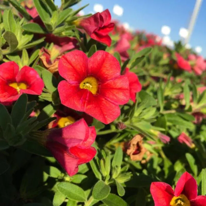 Calibrachoa Calitastic Papaya Plant Plug (Calibrachoa hybrid) – Bright papaya blooms, compact and sun-loving, ideal for hanging baskets and containers.