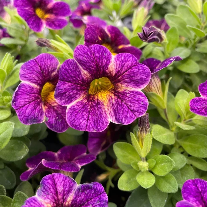 Calibrachoa Chameleon Blackberry Pie Plant Plug (Calibrachoa hybrida 'Chameleon Blackberry Pie') – Ever-changing purple blooms – Perfect for hanging baskets.