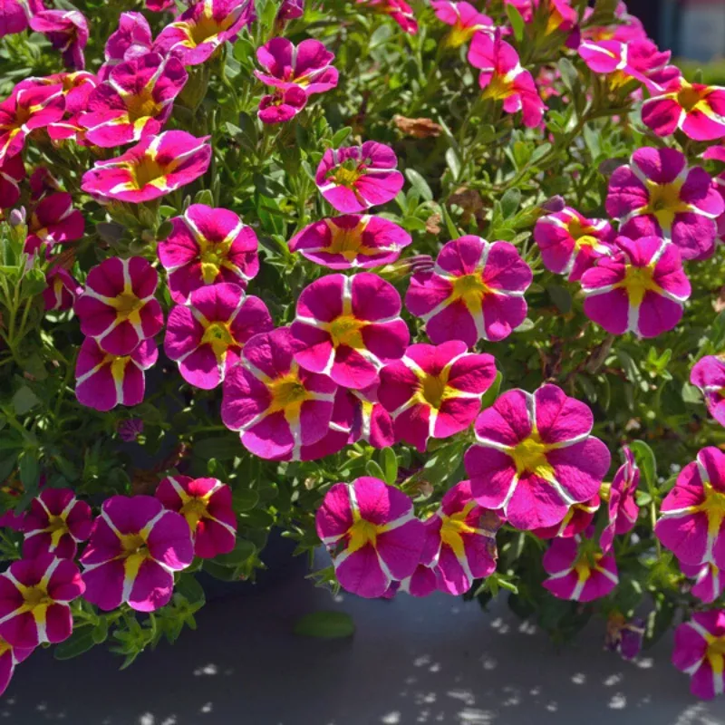 Calibrachoa Colibri Pink Bling Plant Plug (Calibrachoa hybrid) – Stunning pink flowers with yellow accents, compact and sun-loving for baskets.