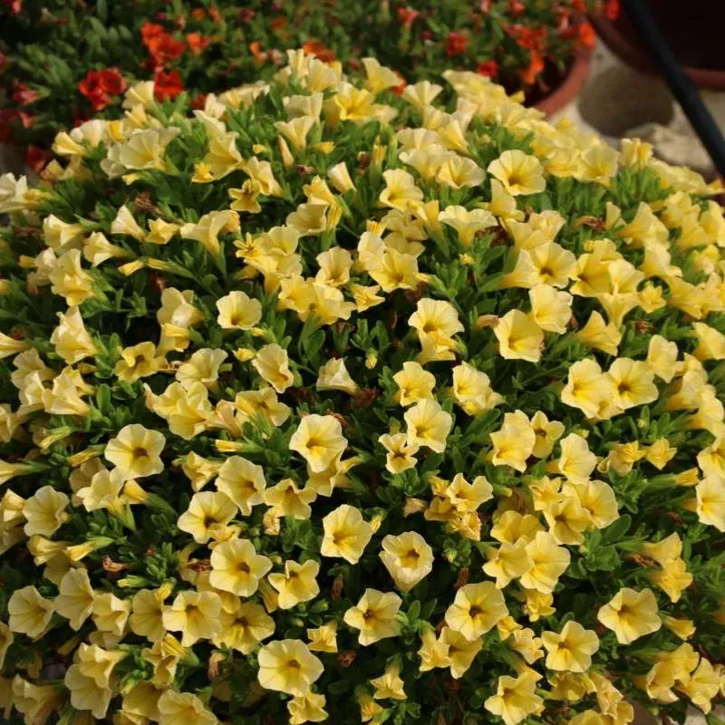 Calibrachoa Colibri Yellow Canary Plant Plug (Calibrachoa hybrid) – Canary yellow flowers, compact grower, perfect for sunny baskets and mixed planters.
