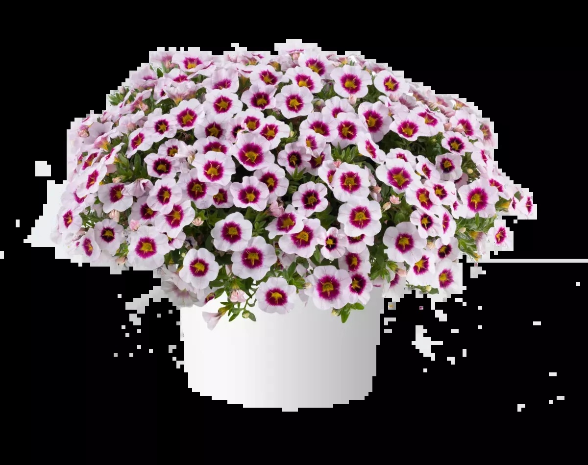 Calibrachoa Eyeconic Cherry Blossom