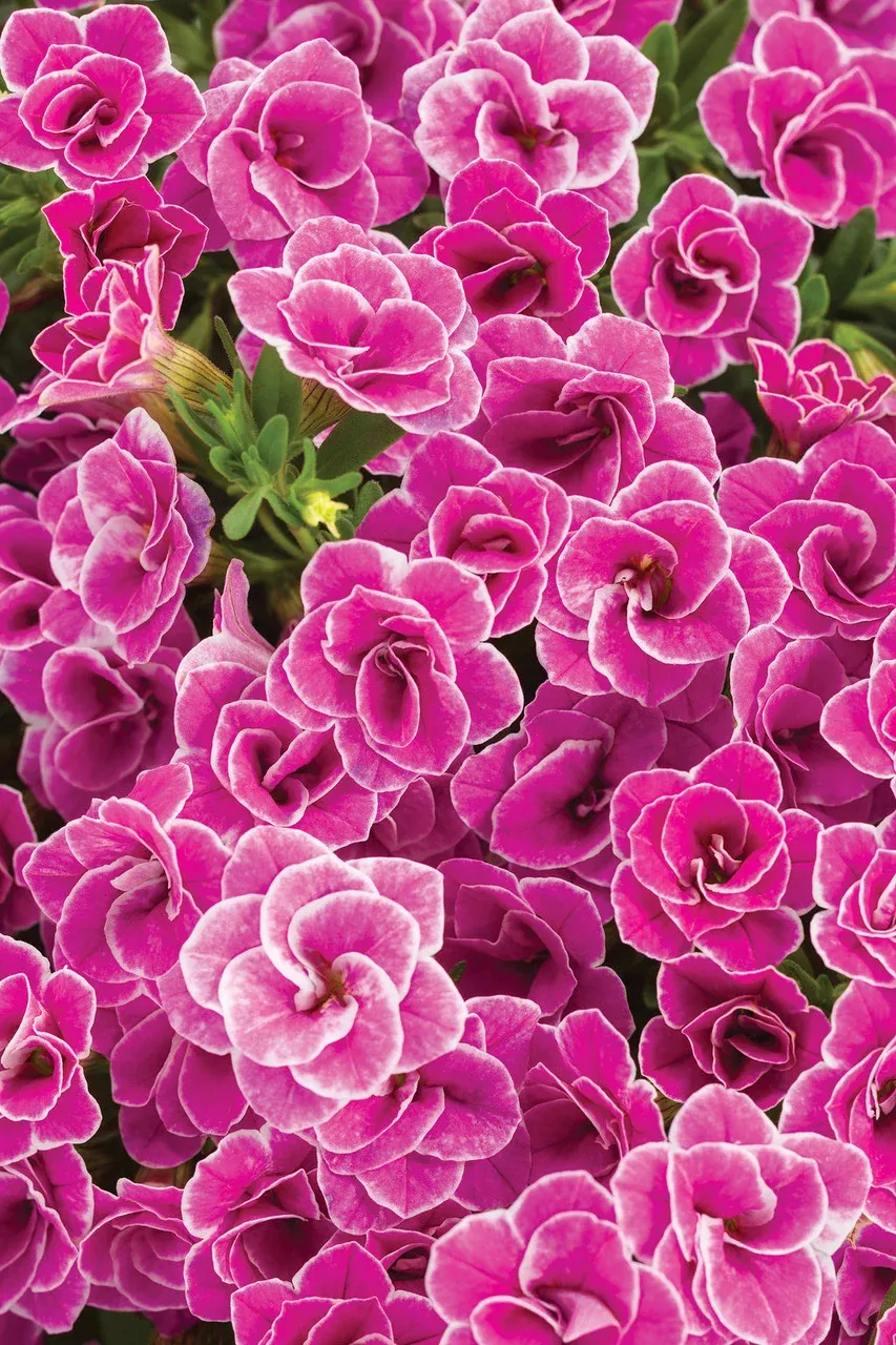 Calibrachoa hybrid 'Superbells Doublette Love Swept'