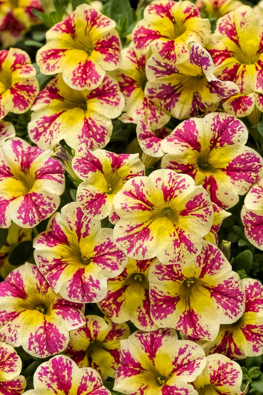 Calibrachoa hybrid 'Superbells Holy Moly!'