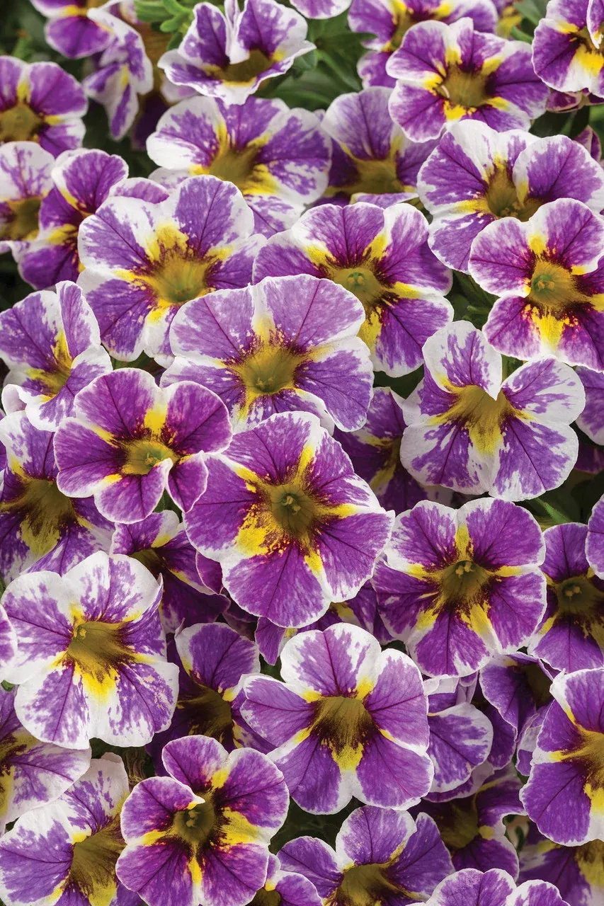 Calibrachoa hybrid 'Superbells Holy Smokes!'