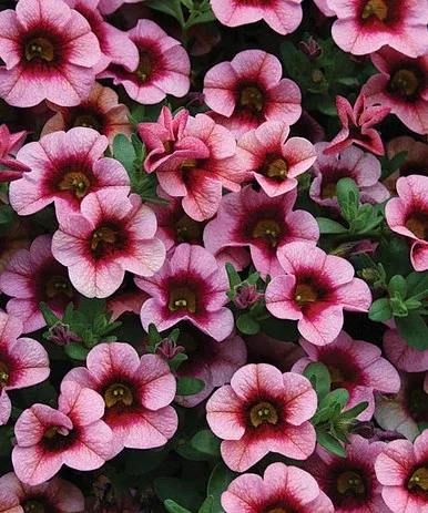 Calibrachoa hybrid 'Superbells Strawberry Punch™'