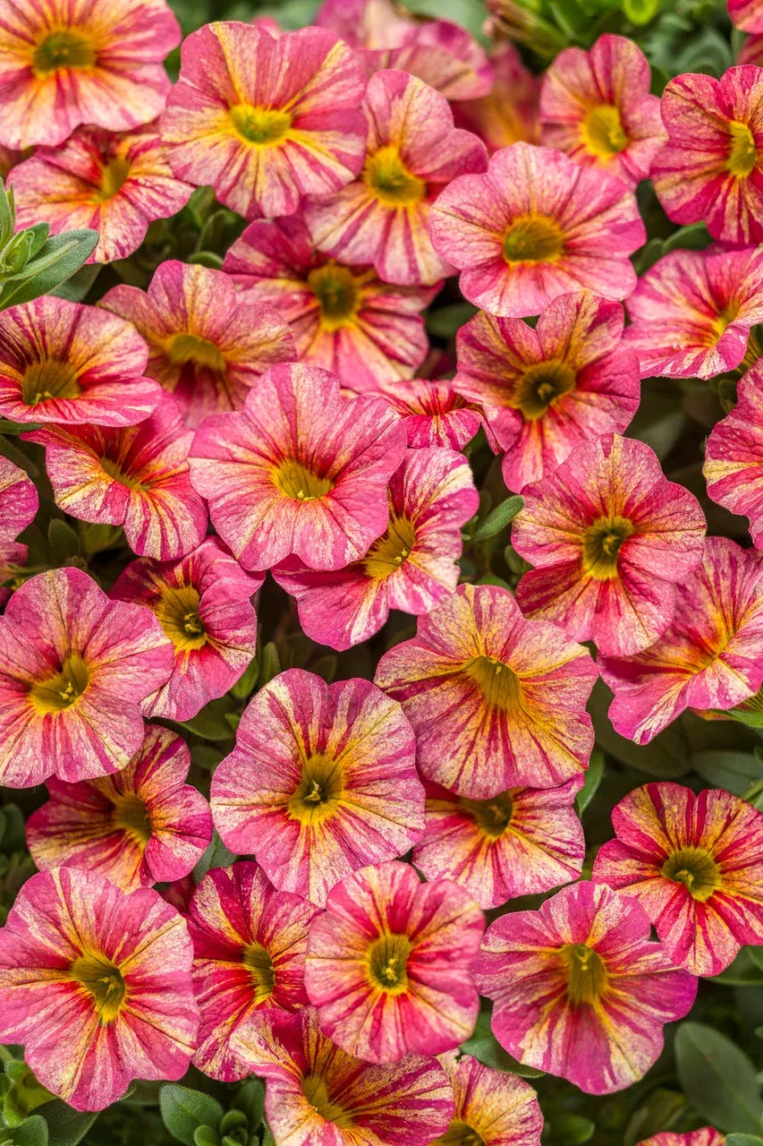 Calibrachoa hybrid 'Superbells Tropical Sunrise'