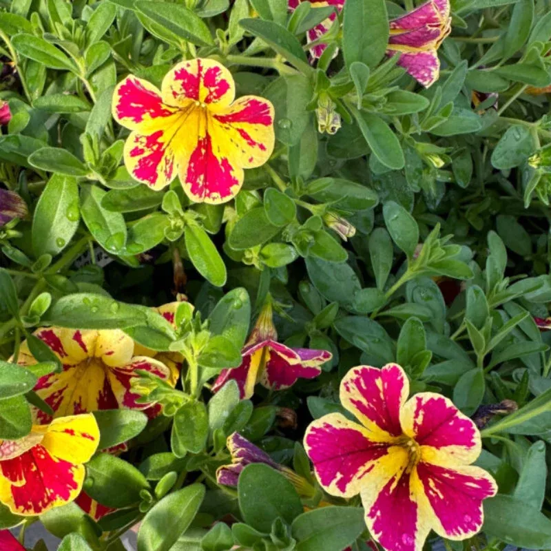 Calibrachoa Lia Abstract Lemon Cherry Plant Plug (Calibrachoa hybrid) – Unique lemon and cherry blooms, compact, ideal for hanging baskets.