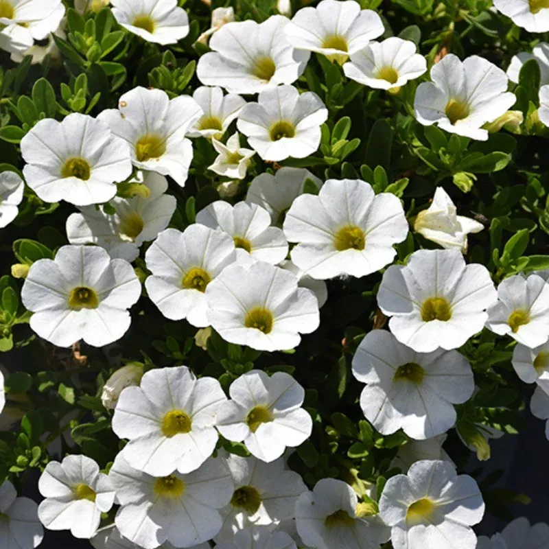 Calibrachoa White Plant Plug (Calibrachoa hybrida 'White') – Cascading White Blooms – Perfect for Hanging Baskets