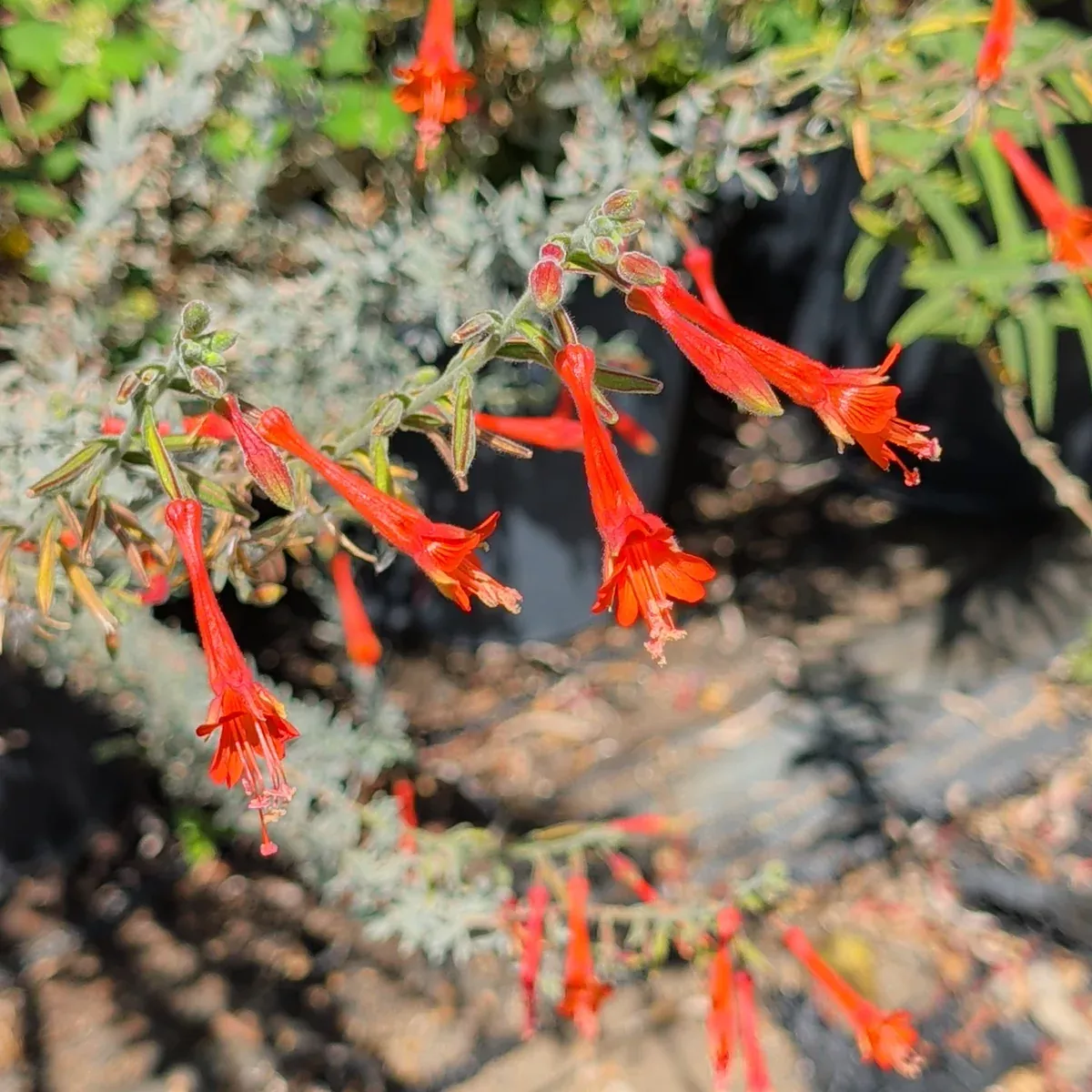 California Fuchsia