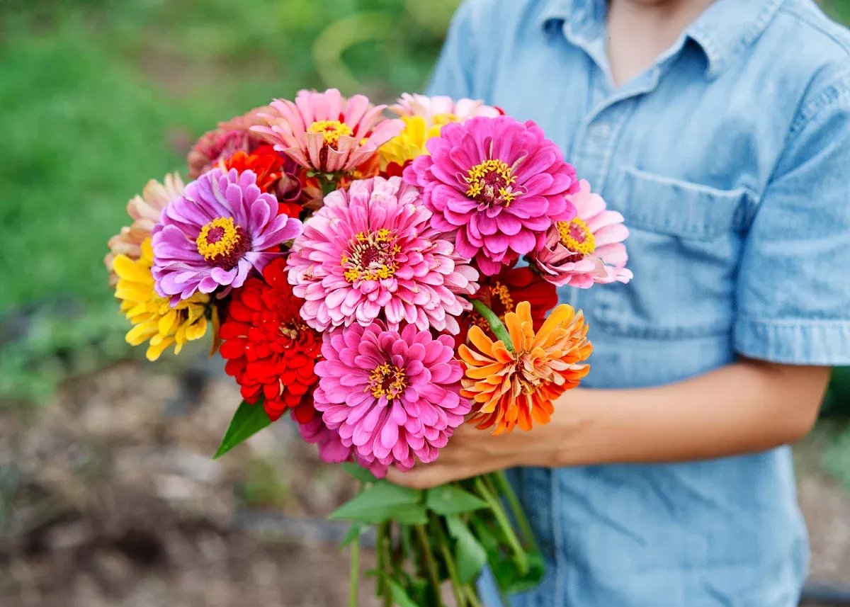 California Giants - Zinnia Seeds