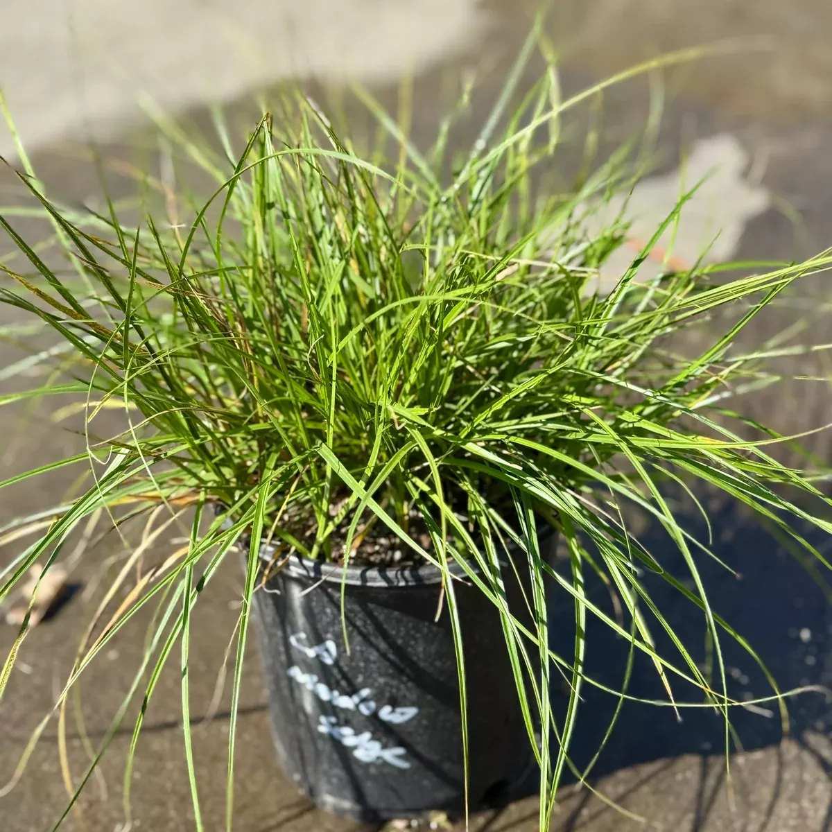 California Meadow Sedge