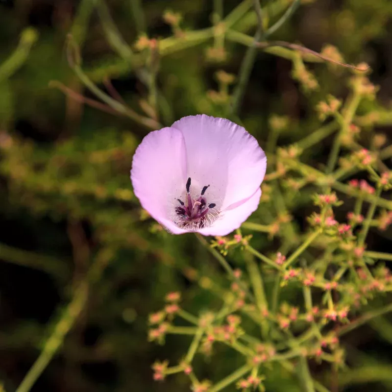 California Poppy Purple (Eschscholzia californica) – Vibrant Purple Blooms, Hardy Wildflower for Pollinators, 50+ Seeds