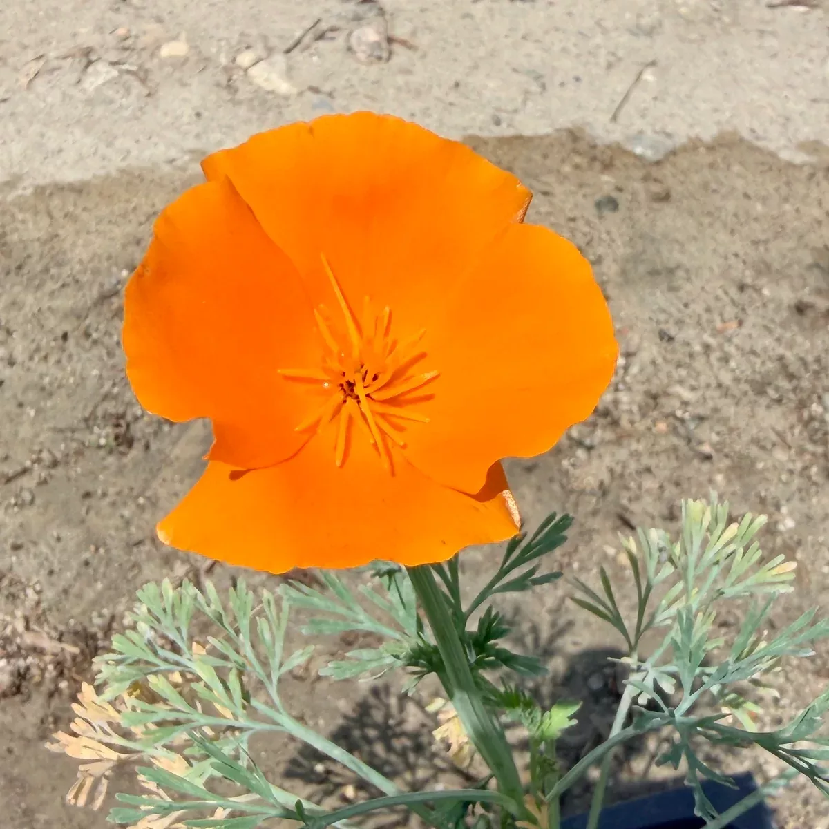 California Poppy