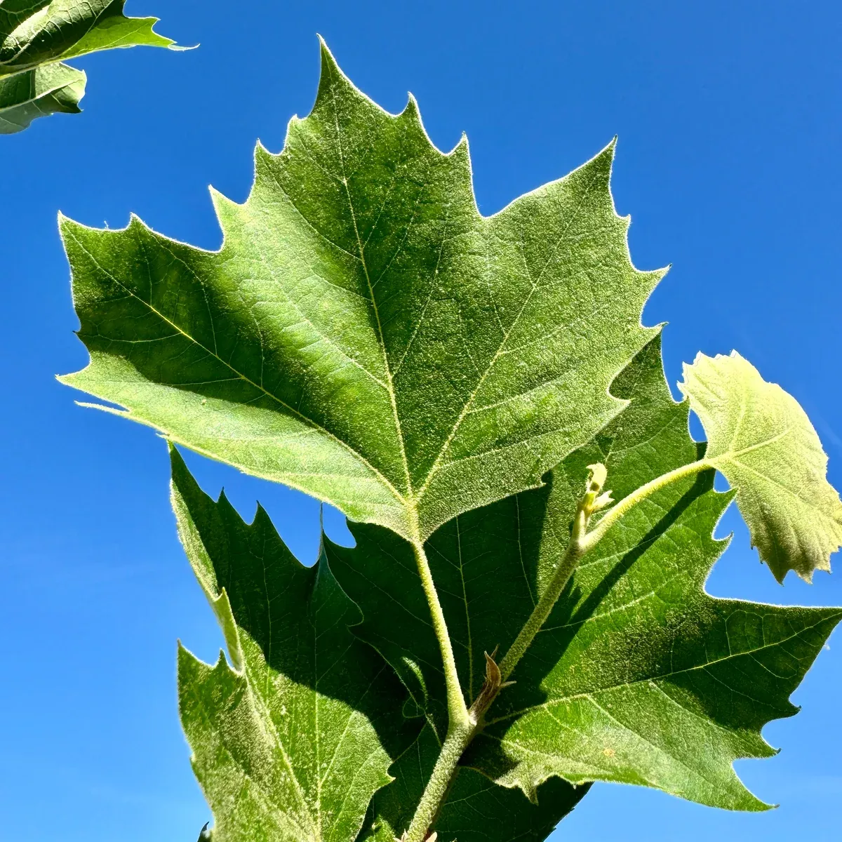 California Sycamore