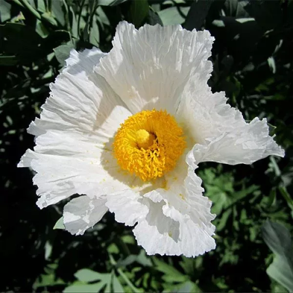California Tree Poppy