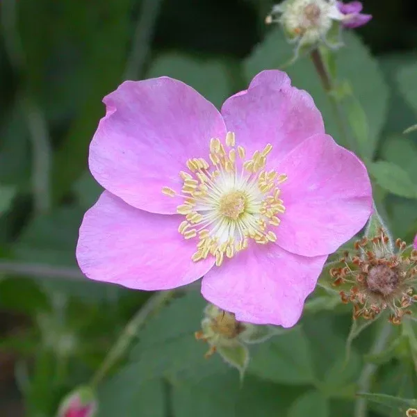 California Wild Rose