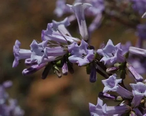 California Yerba Santa Seeds, Eriodictyon californicum EY0130