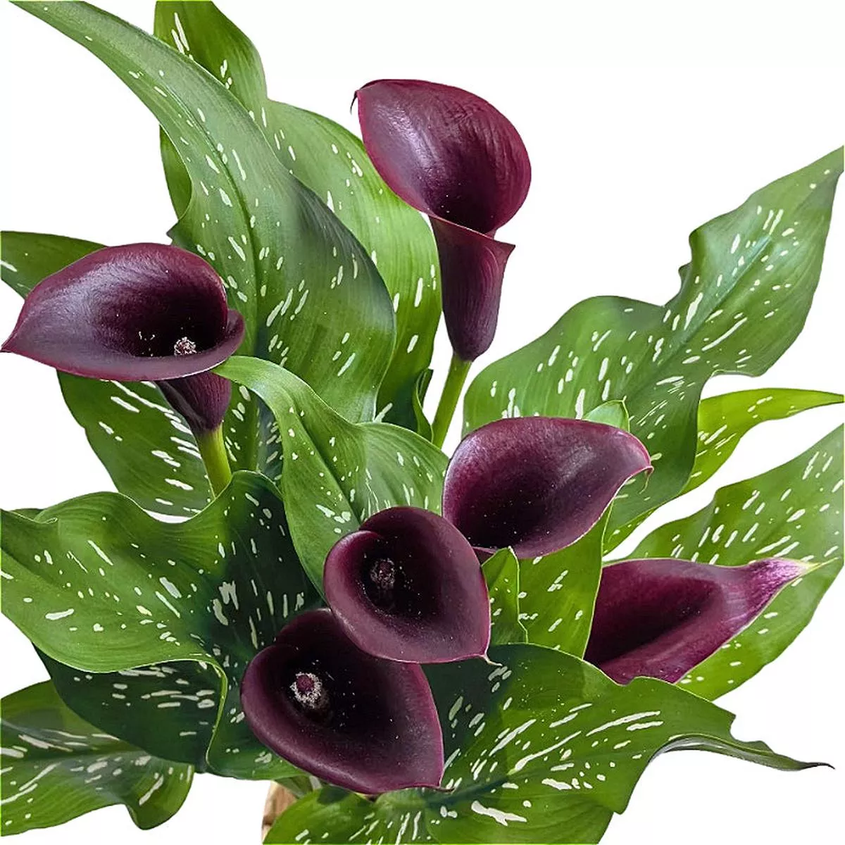 Calla Lily – Purple | 1-Pot