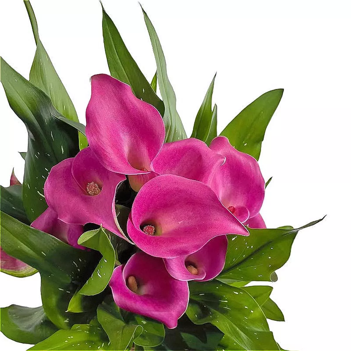 Calla Lily – Yellow | 3-Pot