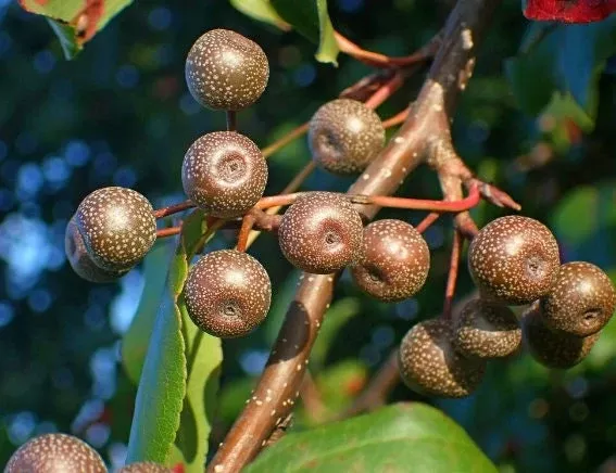 Callery Pear Seeds