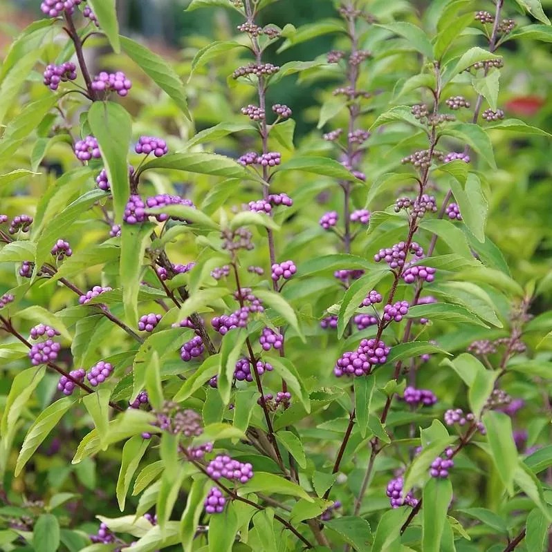 Callicarpa dichotoma 'Early Amethyst'- Early Amethyst Beautyberry