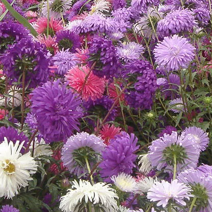 Callistephus chinensis