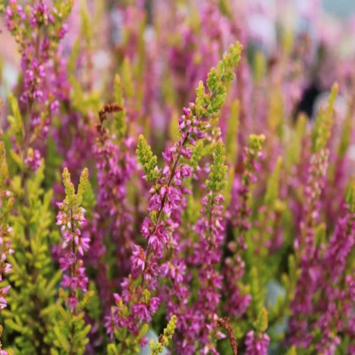 Calluna vulgaris Firefly (1 litre pot)ling,common heather