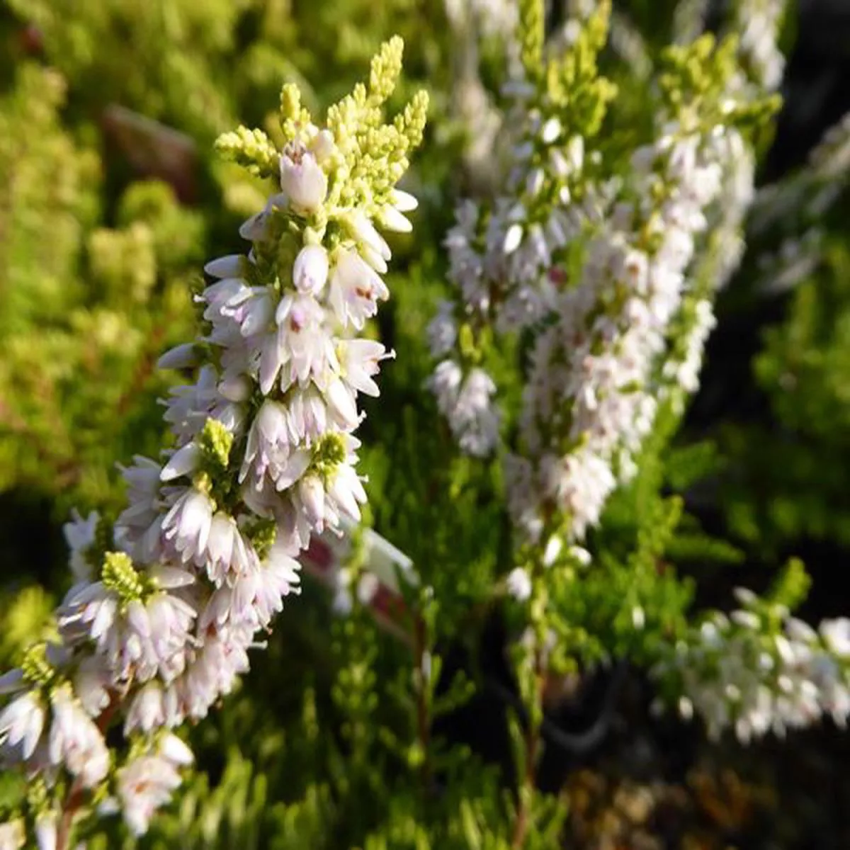 Calluna vulgaris Gold Mist(9cm pot)ling,common heather