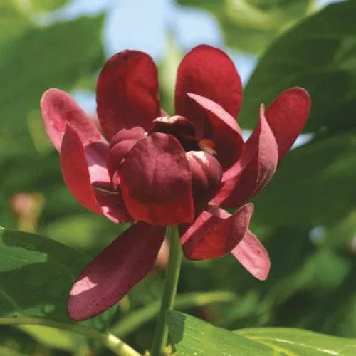Calycanthus 'Aphrodite'- Aphrodite Sweetshrub