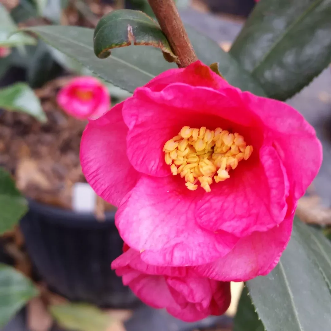 Camellia Crimson Candles