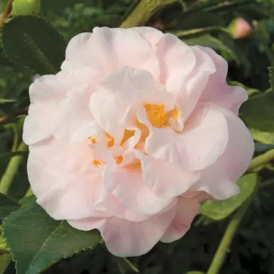 Camellia 'High Fragrance'