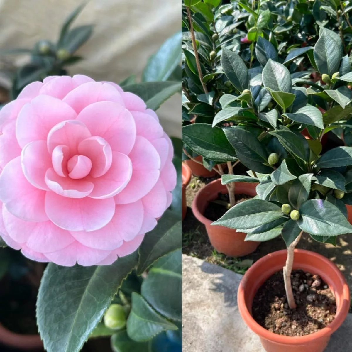 Camellia Japonica – 60-80cm | Single Bloom