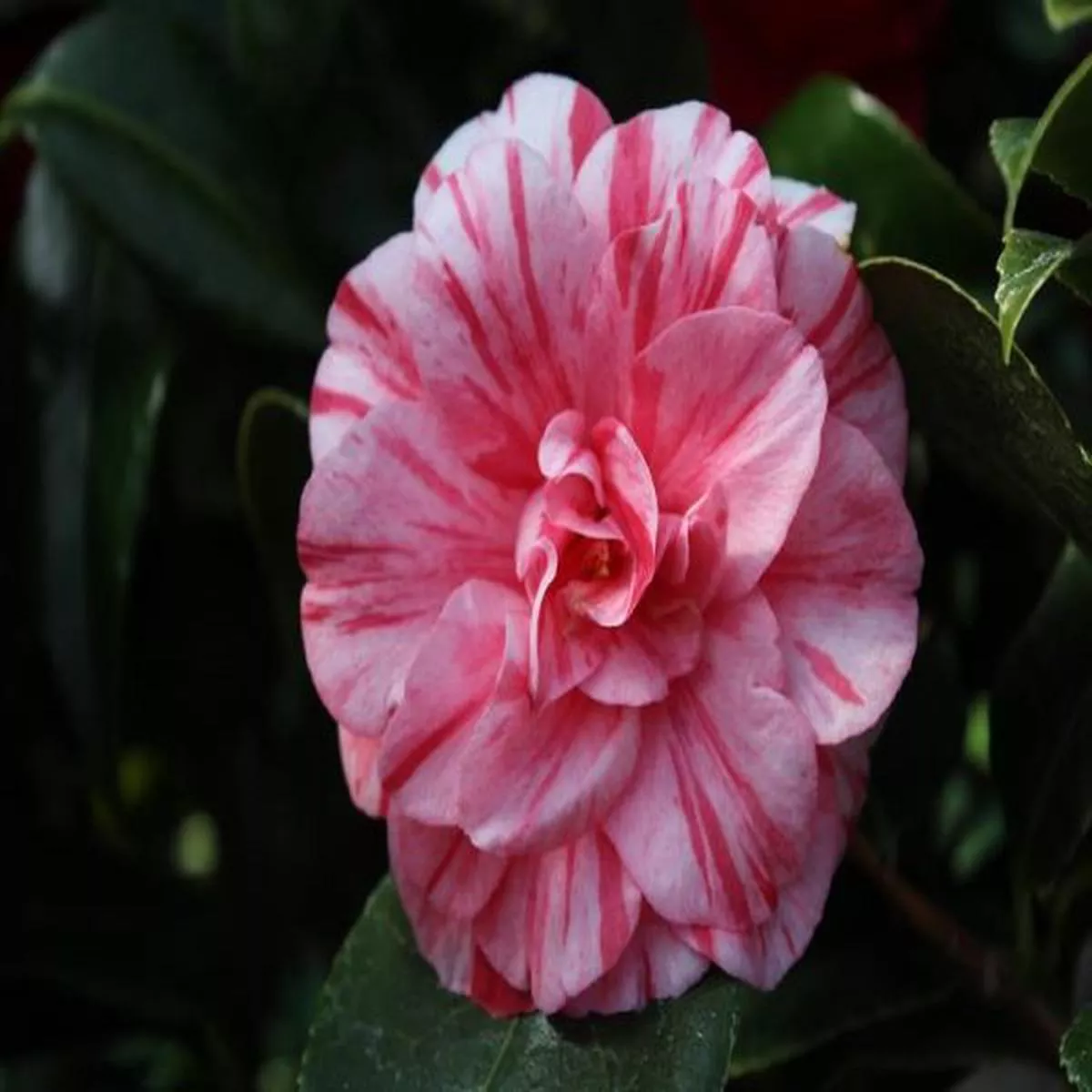 Camellia japonica Hanafuki