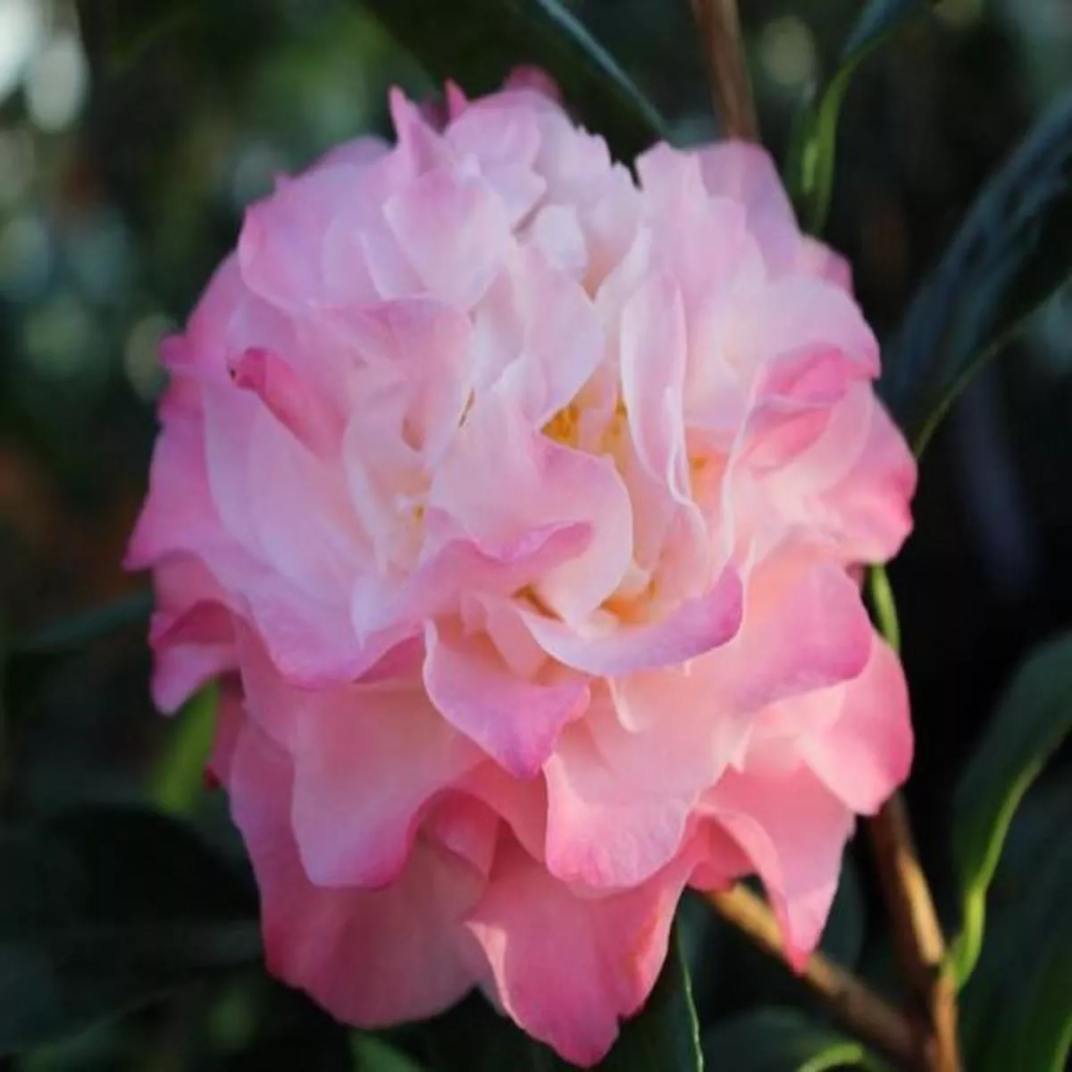 Camellia japonica Nuccios Jewel (5 LITRES)