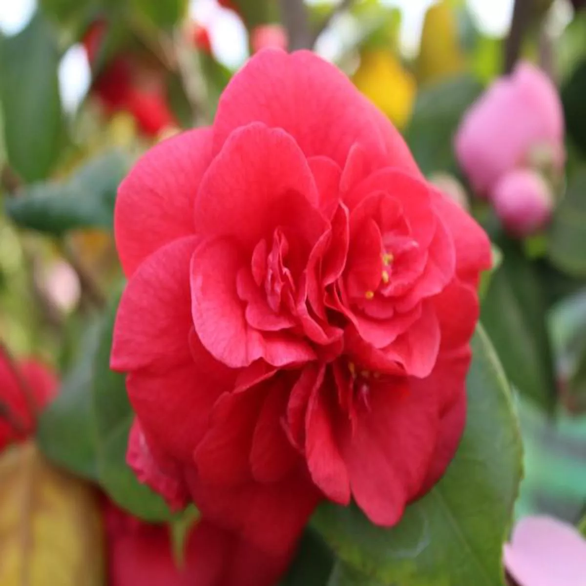 Camellia japonica Purple Emperor