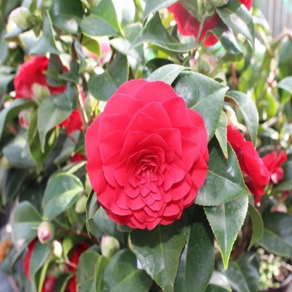 Camellia japonica Roger Hall