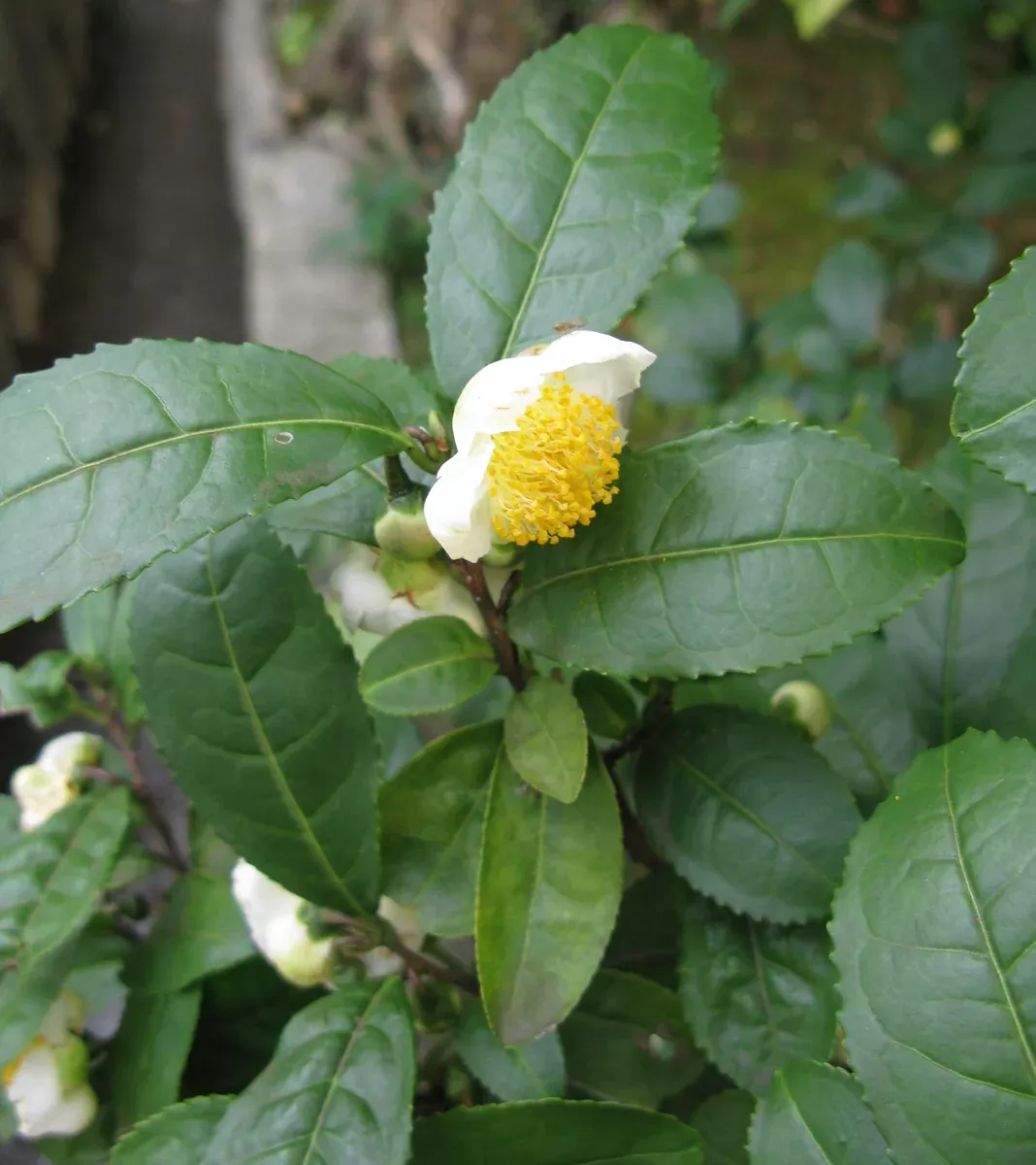 Camellia sinensis 10 Seeds- Tea Plant