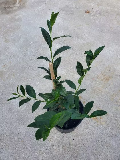 Camellia Sinensis (Tea) – LARGE LIVE PLANT
