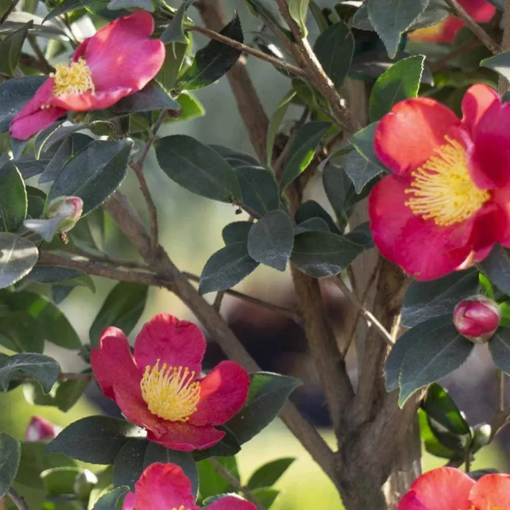 CAMELLIA Yuletide #15