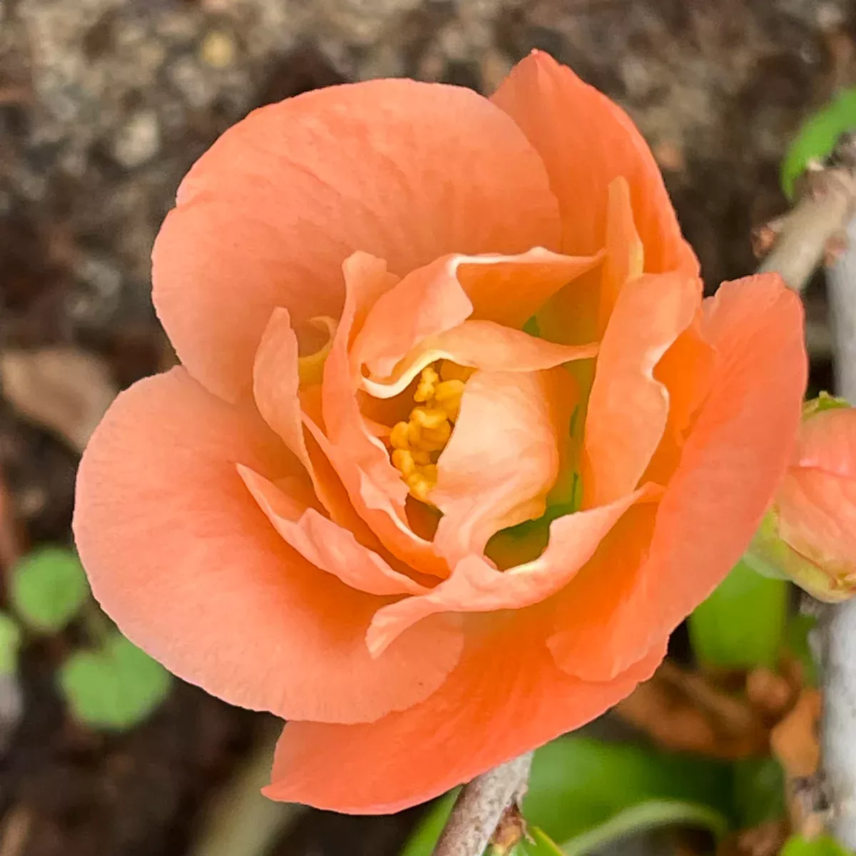 Cameo Flowering Quince